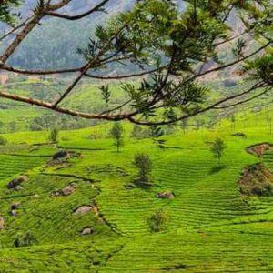 Munnar